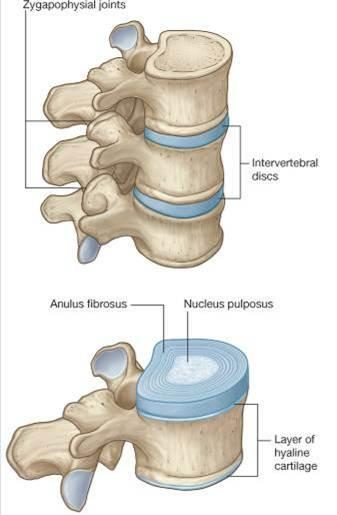 Intervertebral Discs by Elmira Family Chiropractic